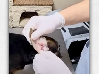 Man poor puppy_part2