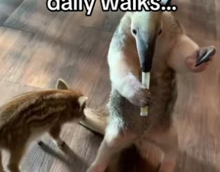 H3101003_tiktok_747220566_part2