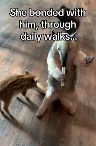 H3101003_tiktok_747220566_part2