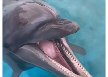 H0102002_tiktok_7423983990