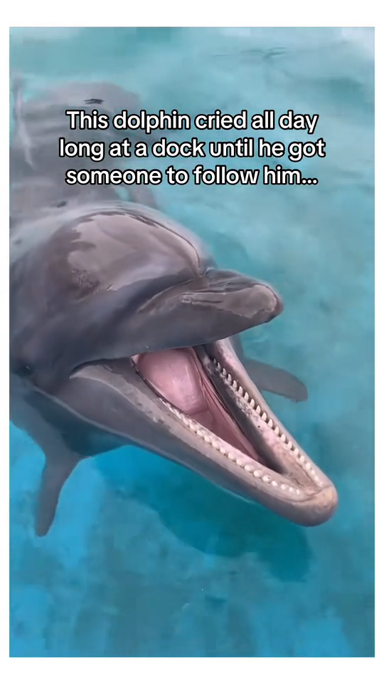 H0102002_tiktok_7423983990