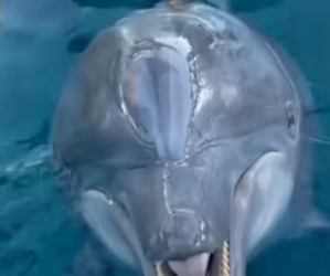 H0102001_tiktok_7425433327