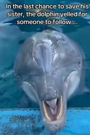 H0102001_tiktok_7425433327