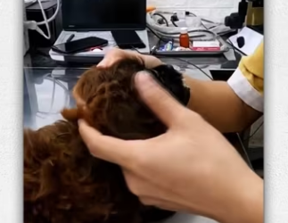 Man rescue puppy on highway_part2