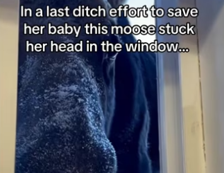 H0102003_tiktok_7424992665