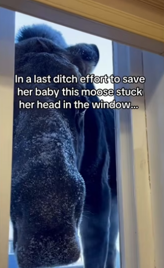 H0102003_tiktok_7424992665