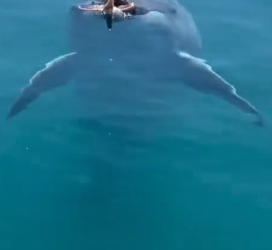 H0102002_tiktok_7426177316