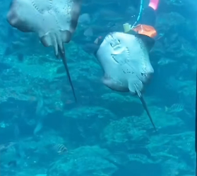 H0102005_tiktok_7425694381