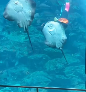 H0102005_tiktok_7425694381