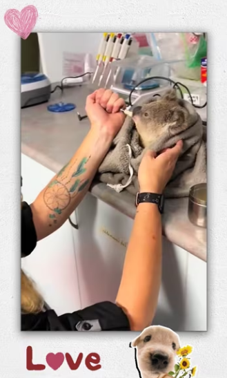 Man rescue sick panda lying exhausted on iron…_part2