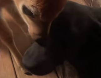 H0102003_tiktok_7427598178_part2