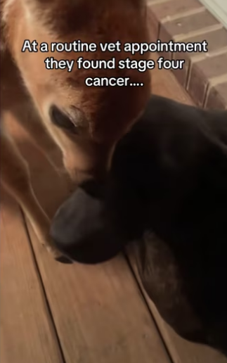 H0102003_tiktok_7427598178_part2