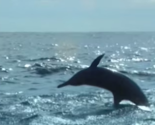 H0102005_tiktok_7428686888_part2