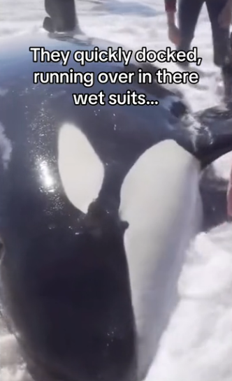 H0102004_tiktok_7428775089_part2