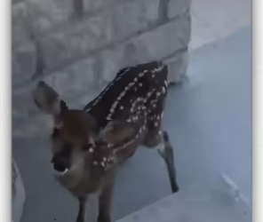 Rescue baby deer stuck in iron fence then there…_part2