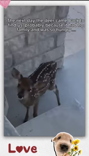 Rescue baby deer stuck in iron fence then there…_part2