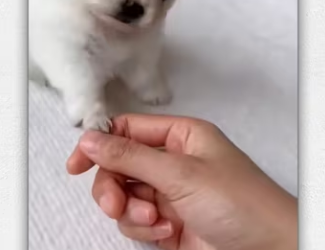 Rescue baby dog_part2