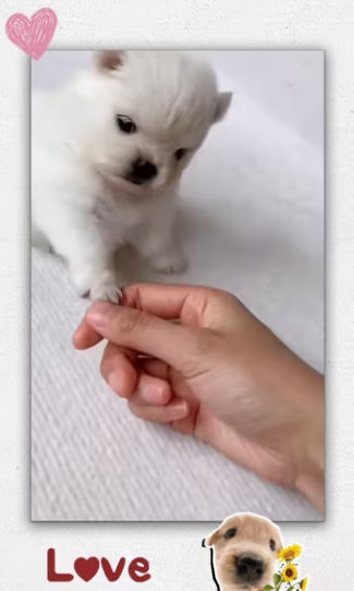 Rescue baby dog_part2