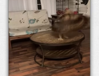 Rescue baby owl._part2