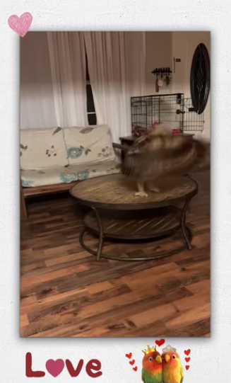 Rescue baby owl._part2