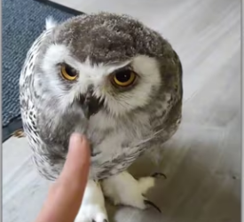 Rescue baby owl_part2