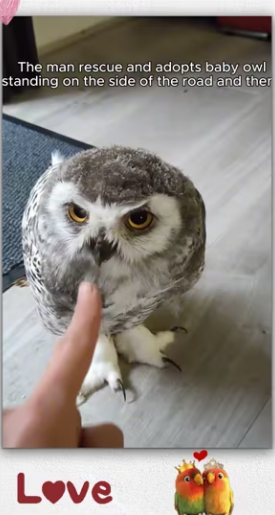 Rescue baby owl_part2