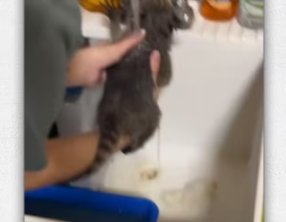 Rescue baby raccoon_part2