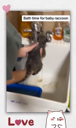 Rescue baby raccoon_part2