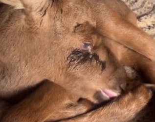 H0202003_tiktok_7439434463