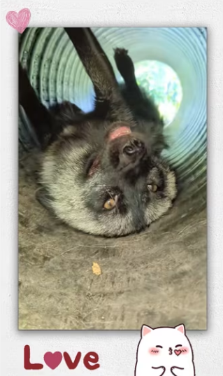 Rescue black fox cub_part2