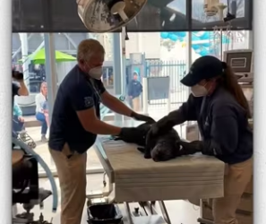 Rescue team rescues an ottter_part2