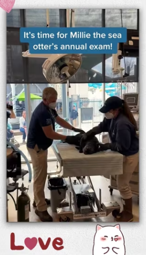 Rescue team rescues an ottter_part2