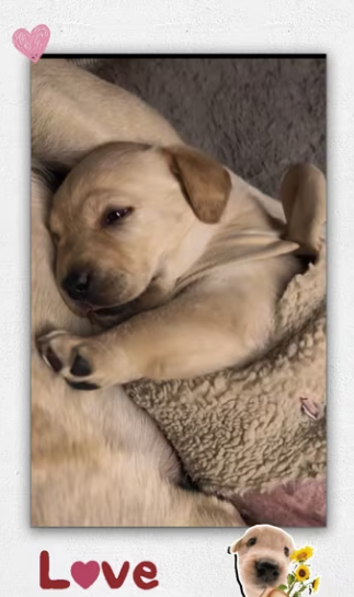 She rescued dog was abandoned in trash can while.._part2