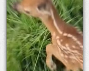 Traffic police rescue deer._part2