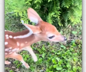 Why did mother deer run away at moment_part2