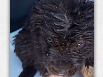 Girl rescue dog then_part2