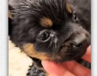 Rescue baby dog on road_part2