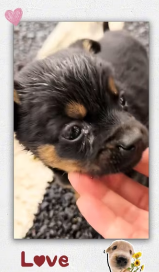 Rescue baby dog on road_part2