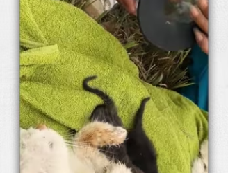 Rescue cat family on roadside._part2