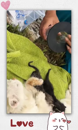 Rescue cat family on roadside._part2