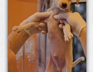 Rescue dog on highway _part2