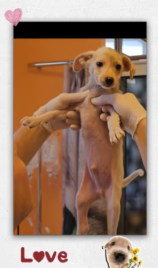 Rescue dog on highway _part2