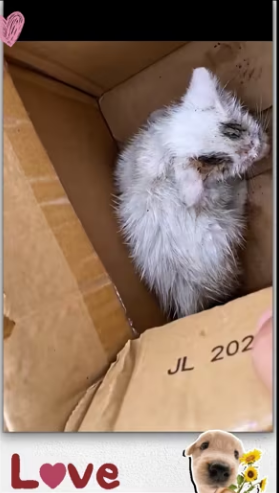 Rescue kitten on road_part2