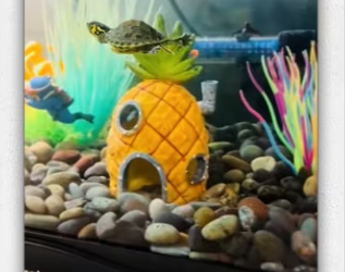 Bring home sea turtle then_part2