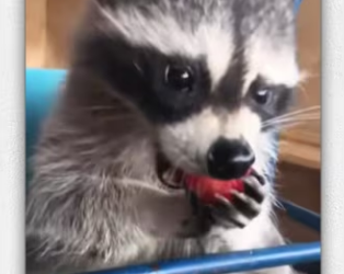 Cute raccoon_part2