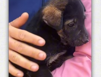 Girl rescue puppy in sack then_part2