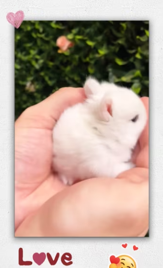 Kind man rescue newborn rabbit then_part2