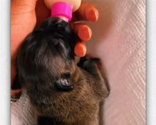 Girl rescue puppy in trash can then_part2