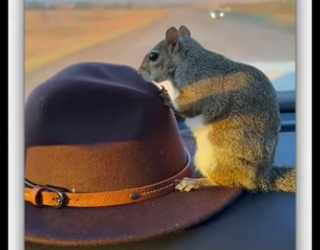 Rescue cat family on roadside_part2