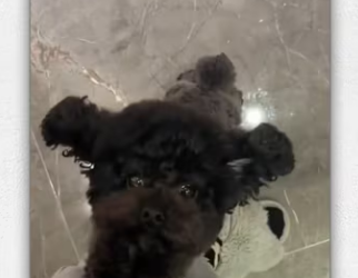 Poor dog was rescued taken care of by girl_part2